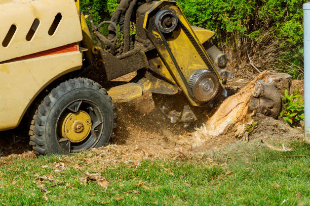 Tree Removal for Businesses in Kissimmee, FL